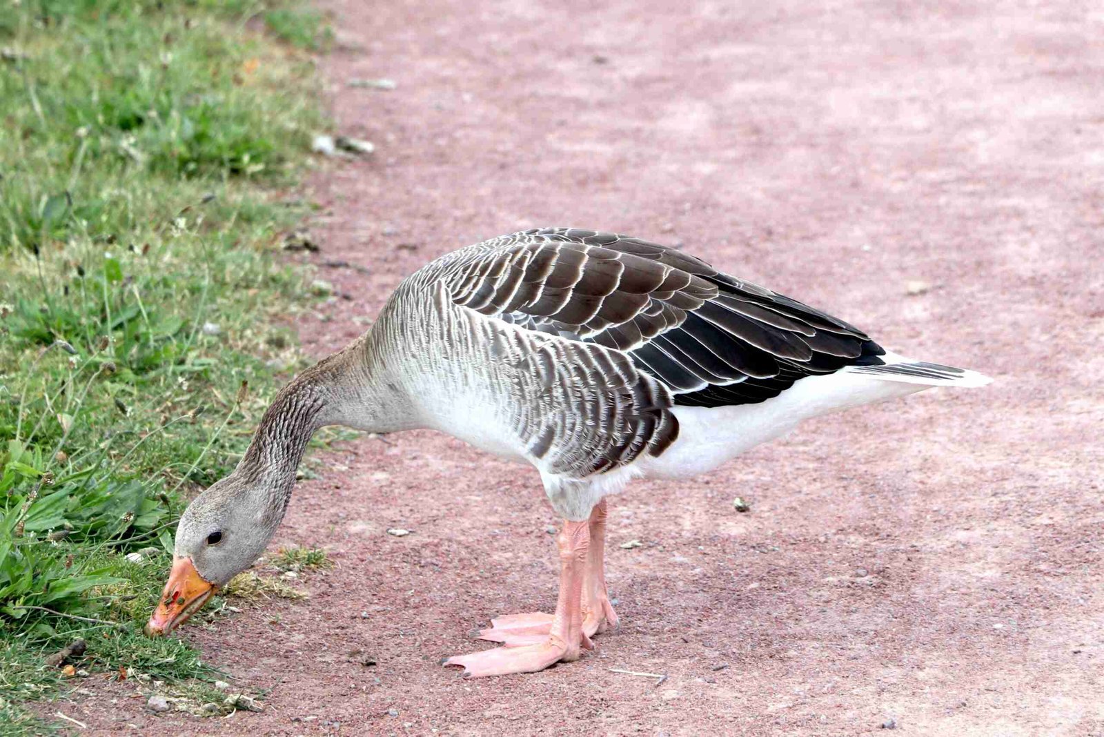 Graylag Goose