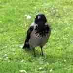 Hooded Crow