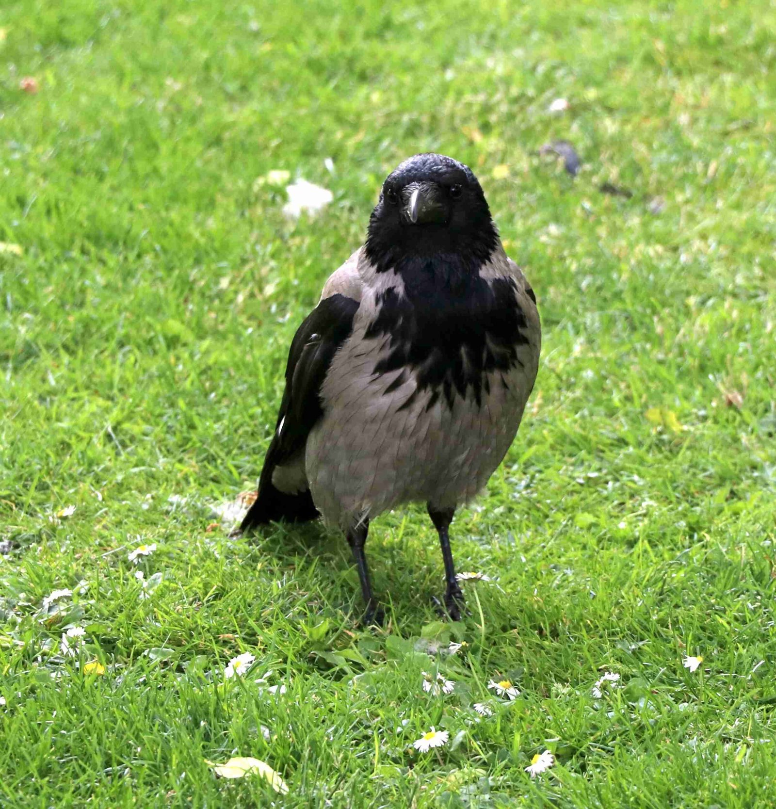 Hooded Crow