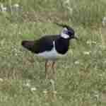 Lapwing