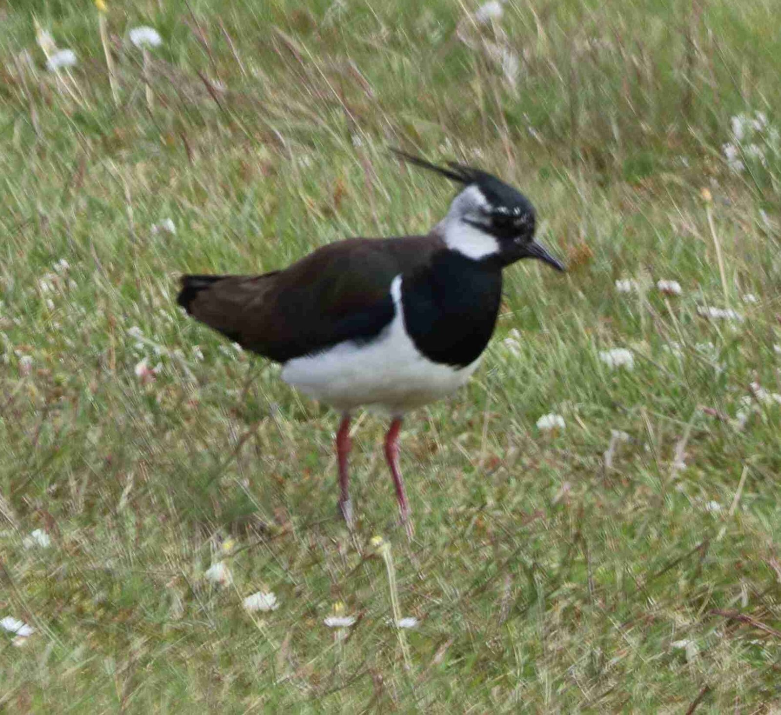 Lapwing