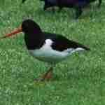 Oyster Catcher