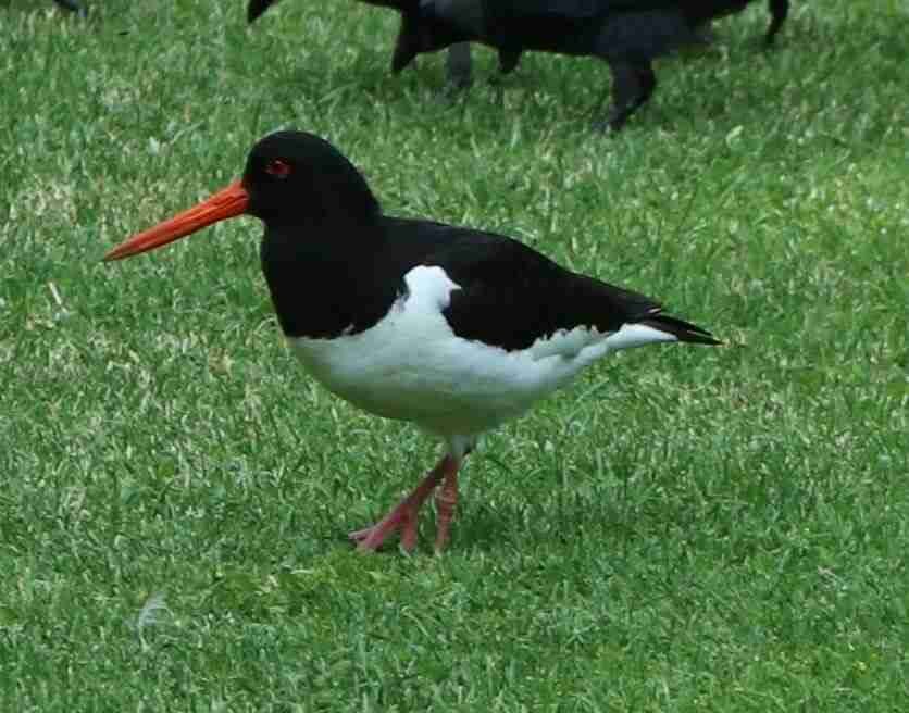 Oyster Catcher