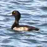 Tufted Duck Male