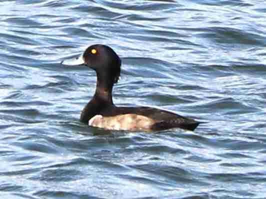 Tufted Duck Male