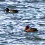 Tufted Duck Pair