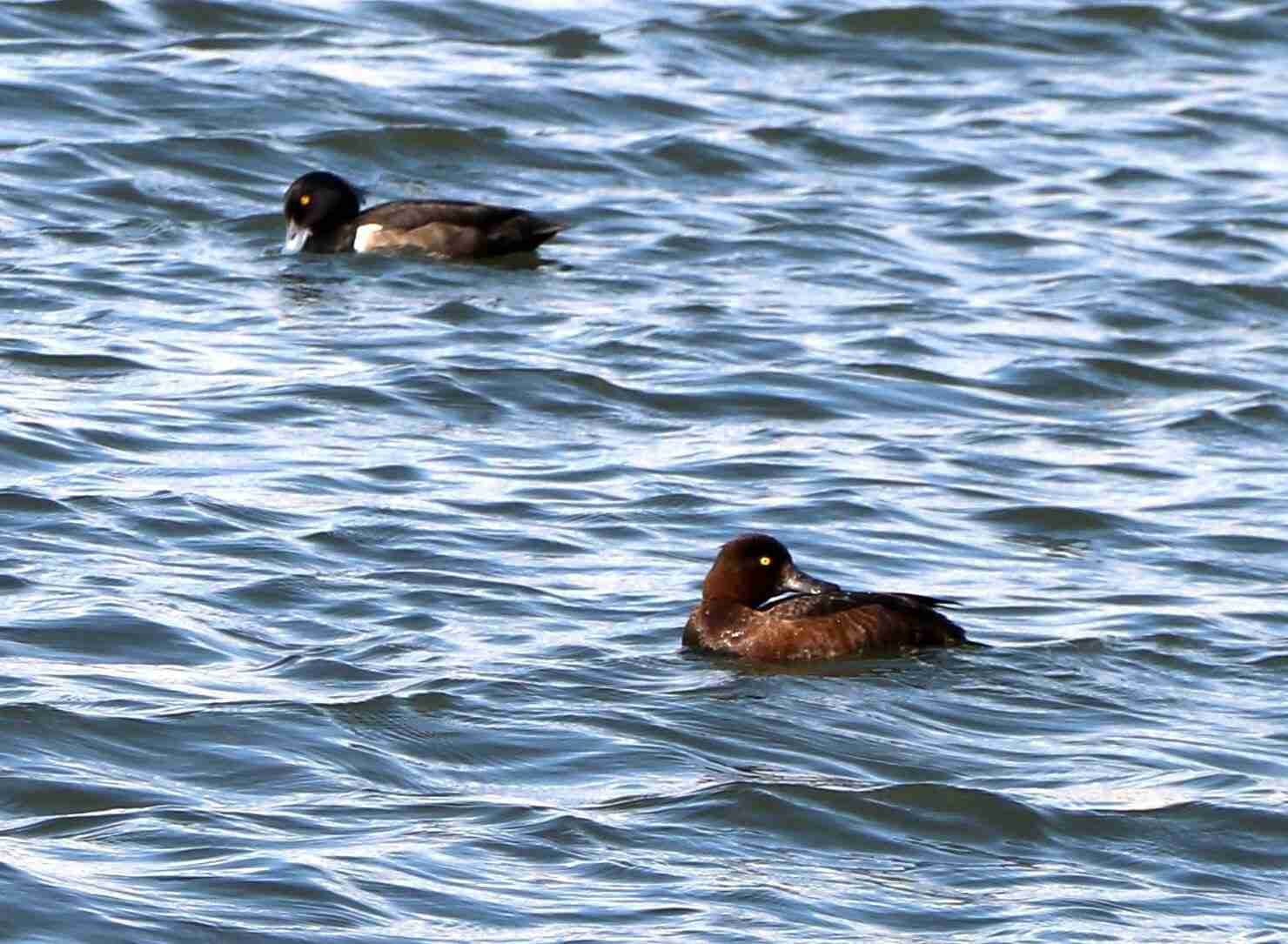 Tufted Duck Pair