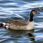 Canada Goose Juvenile