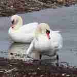 Mute Swan pair