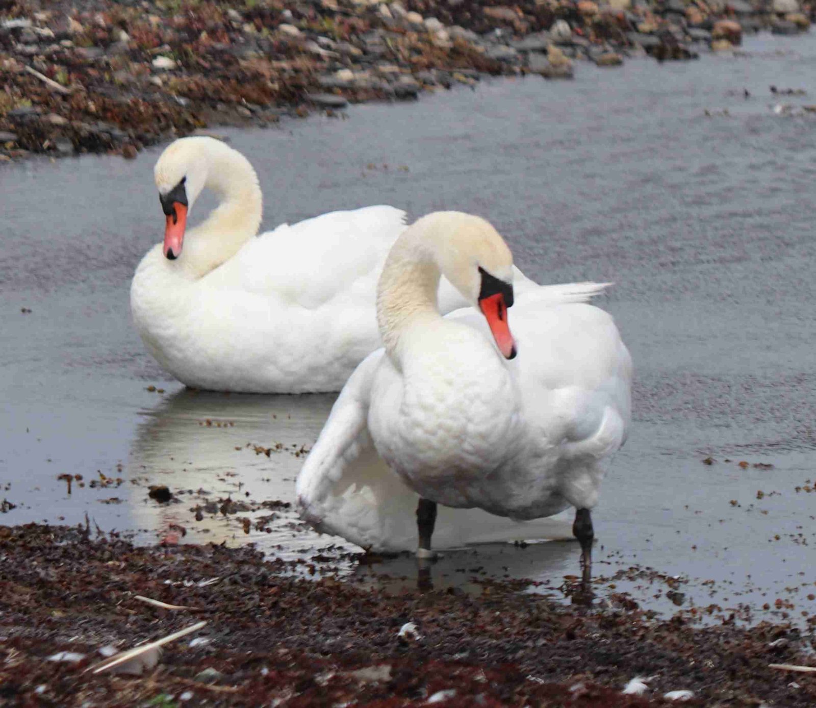Mute Swan pair