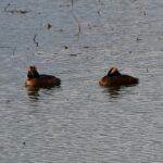 pair of Horned Grebe ducks floating in water