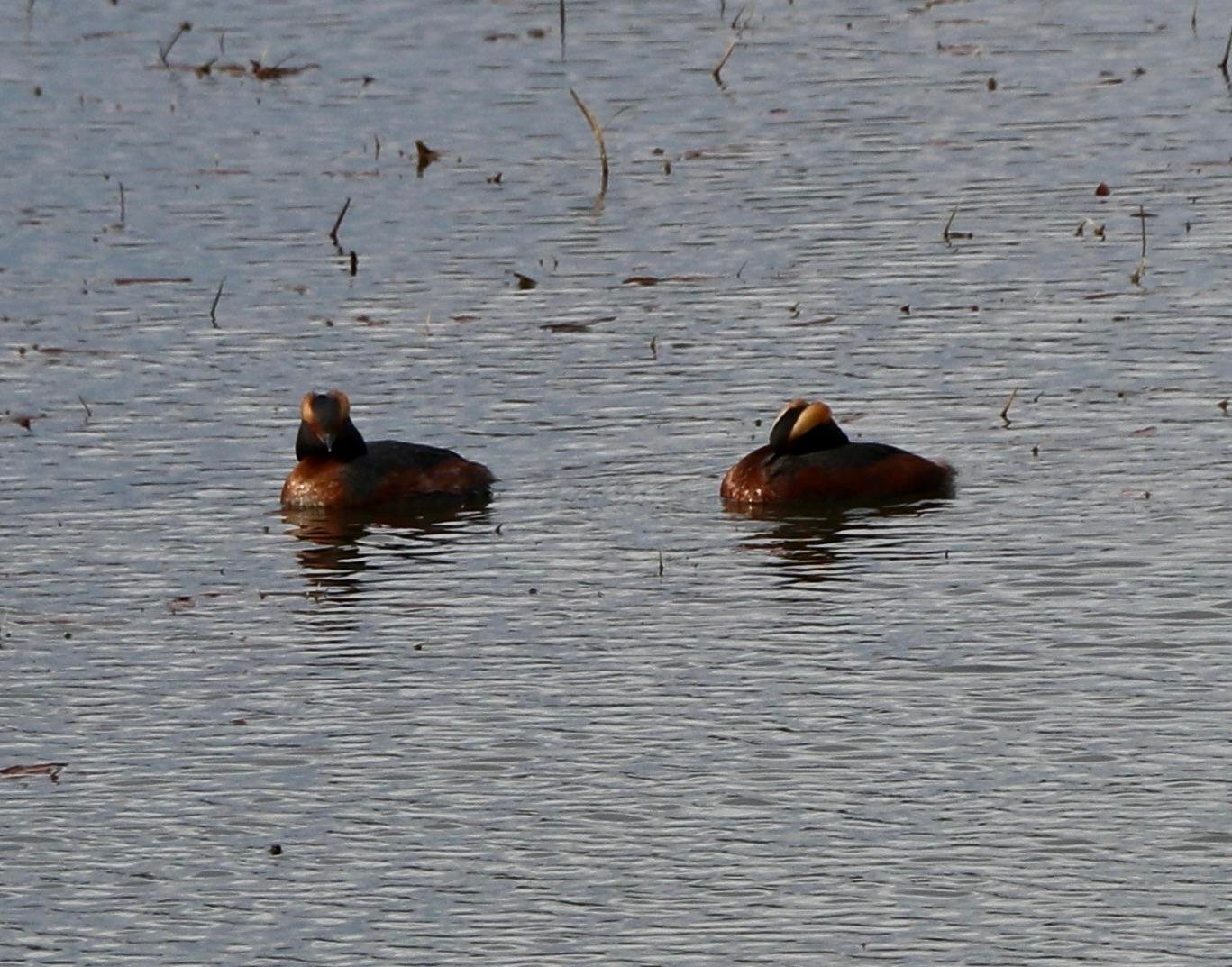 pair of Horned Grebe ducks floating in water