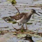 Wood Sandpiper bird in water