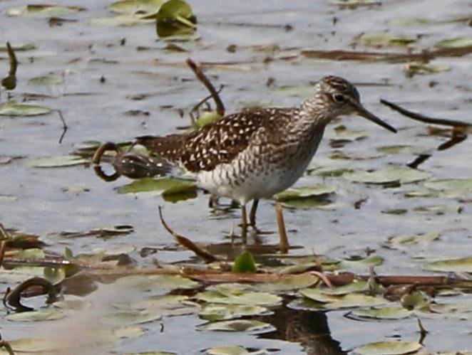 Wood Sandpiper bird in water